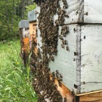 Essaims d'abeilles noires hivernés Saison 2025